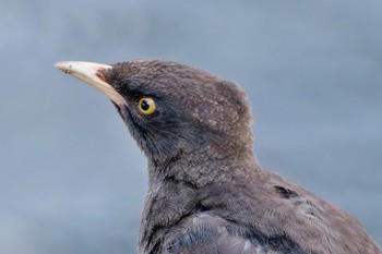 Crested Myna 金井遊水地(金井遊水池) Sun, 10/1/2023