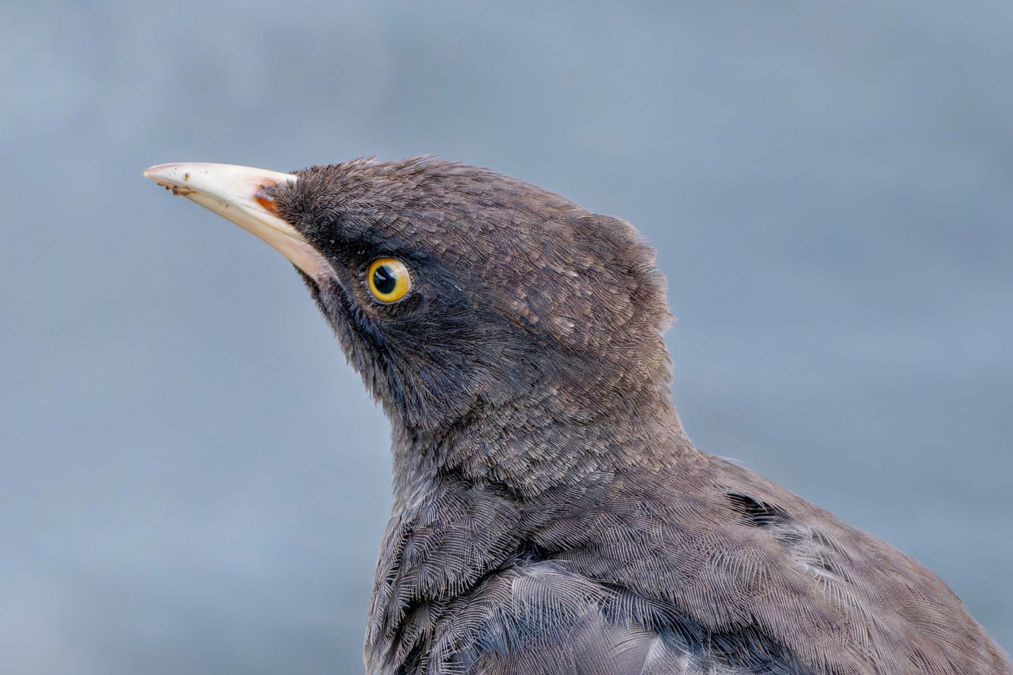 Crested Myna