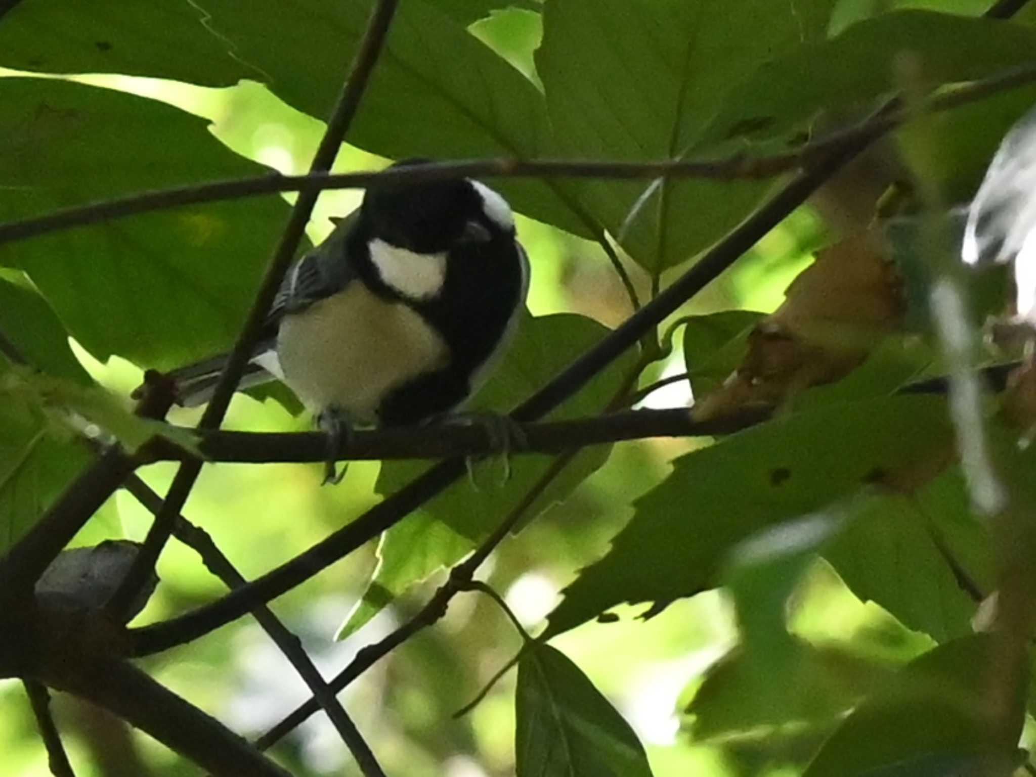 シジュウカラ