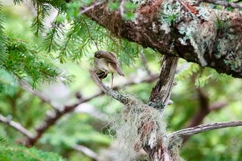 メボソムシクイ 山梨県 2018年7月31日(火)