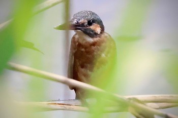 2023年9月30日(土) 伊佐沼の野鳥観察記録