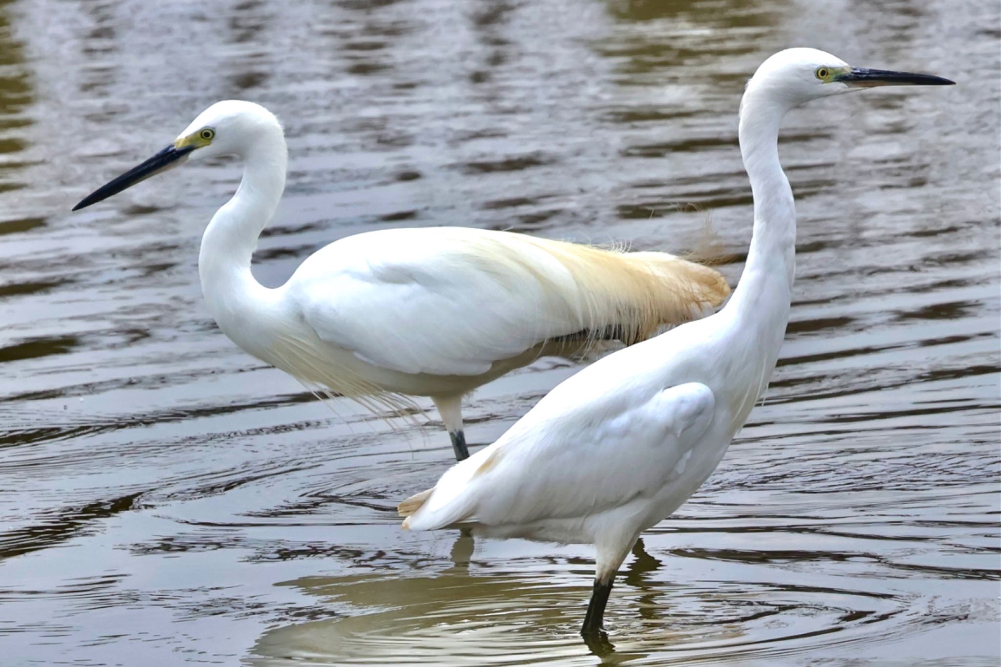 Little Egret