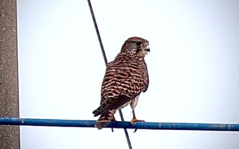 2023年10月1日(日) 伊佐沼の野鳥観察記録