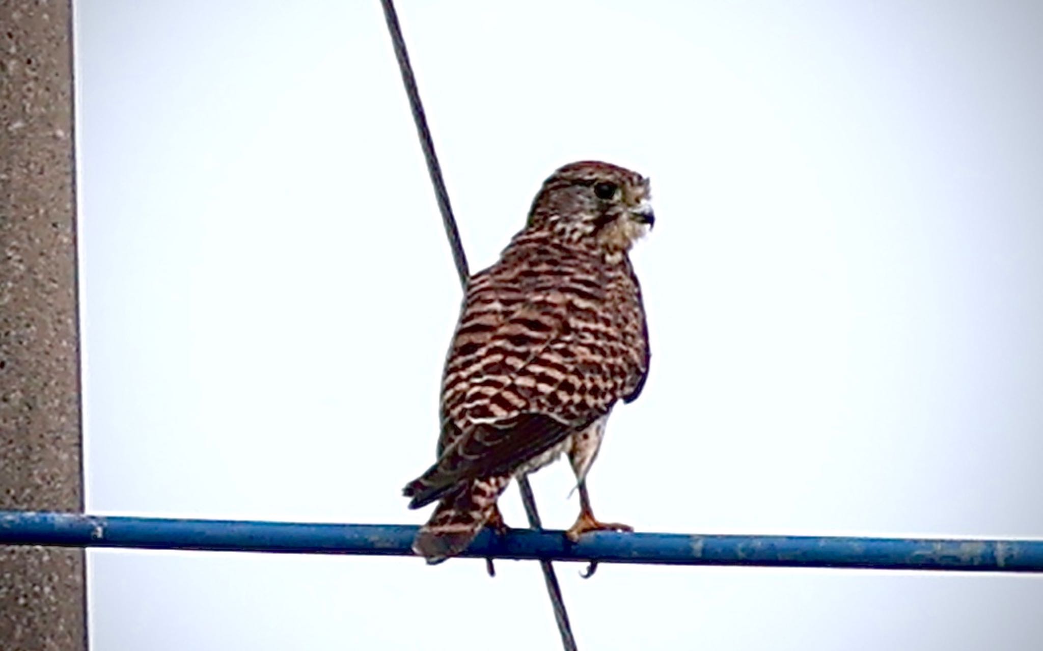 Common Kestrel