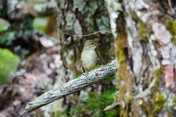 メボソムシクイ 山梨県 2018年7月31日(火)