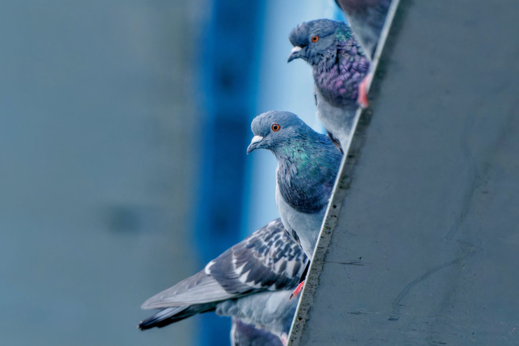 Rock Dove