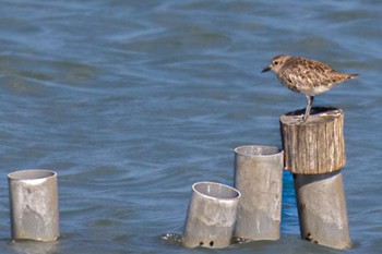 ダイゼン 山口県立きらら浜自然観察公園 2023年10月5日(木)