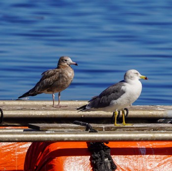 Black-tailed Gull 横須賀市走水 Fri, 10/6/2023