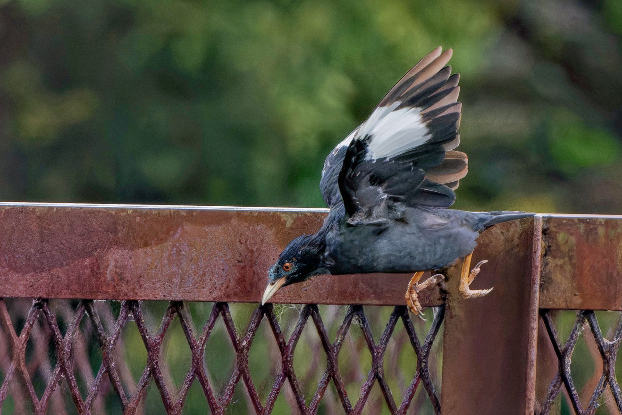 Crested Myna