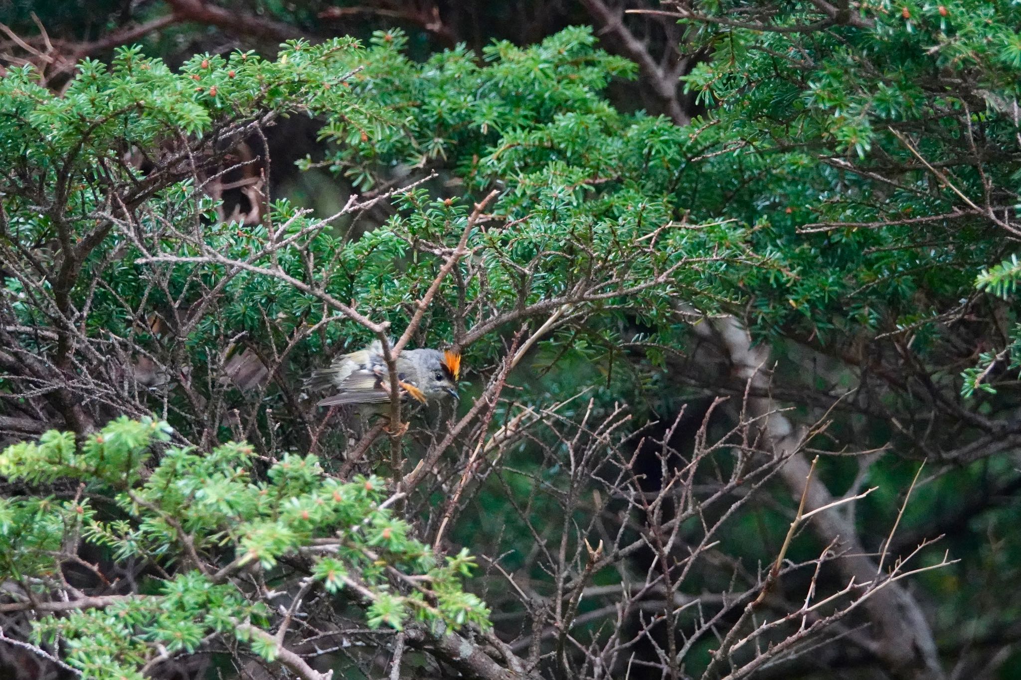 Goldcrest