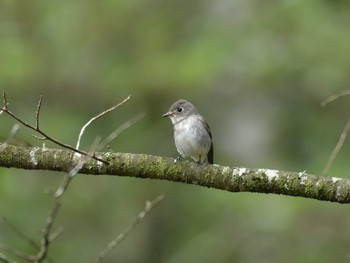 Asian Brown Flycatcher 十里木高原 Mon, 9/18/2023