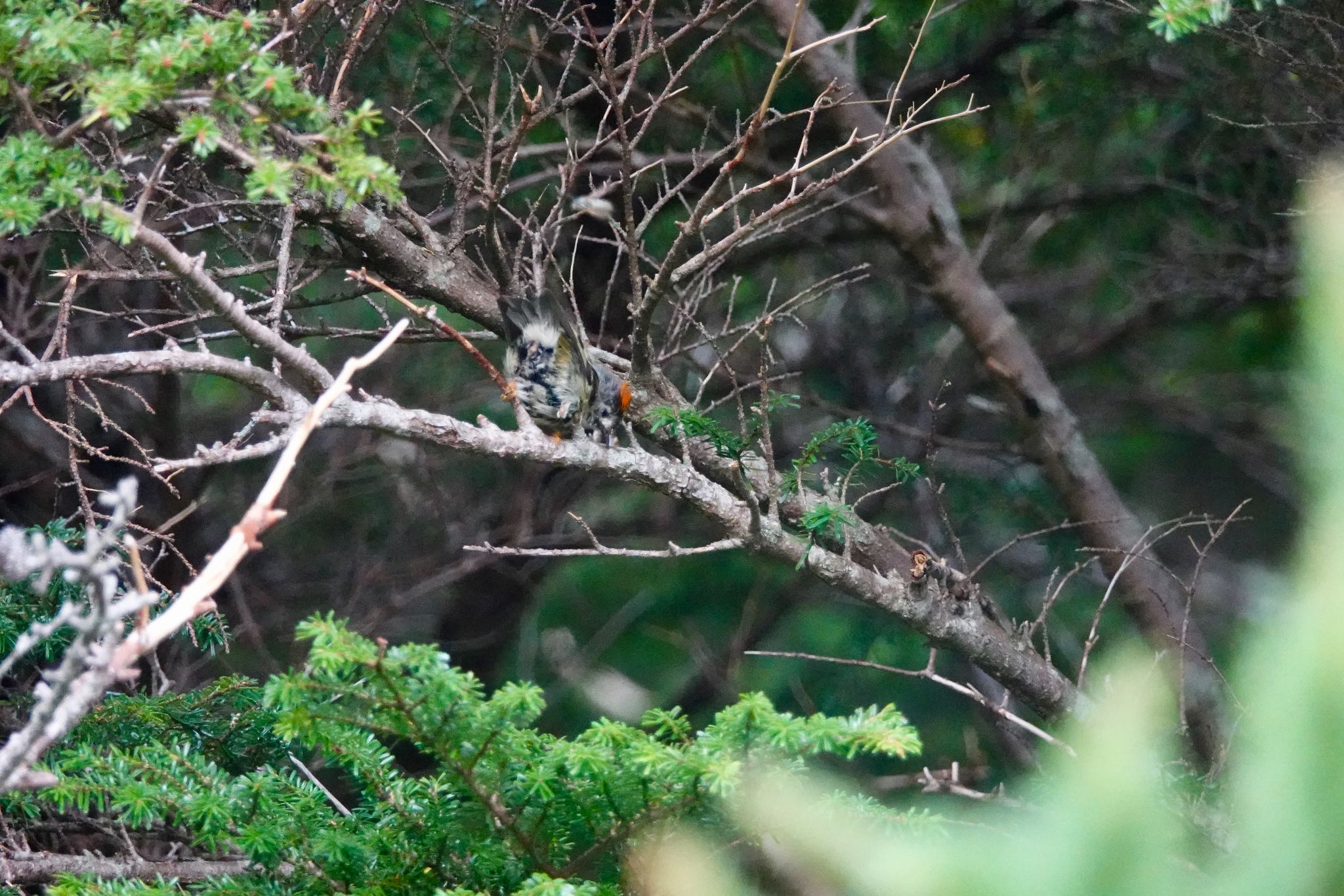 Goldcrest