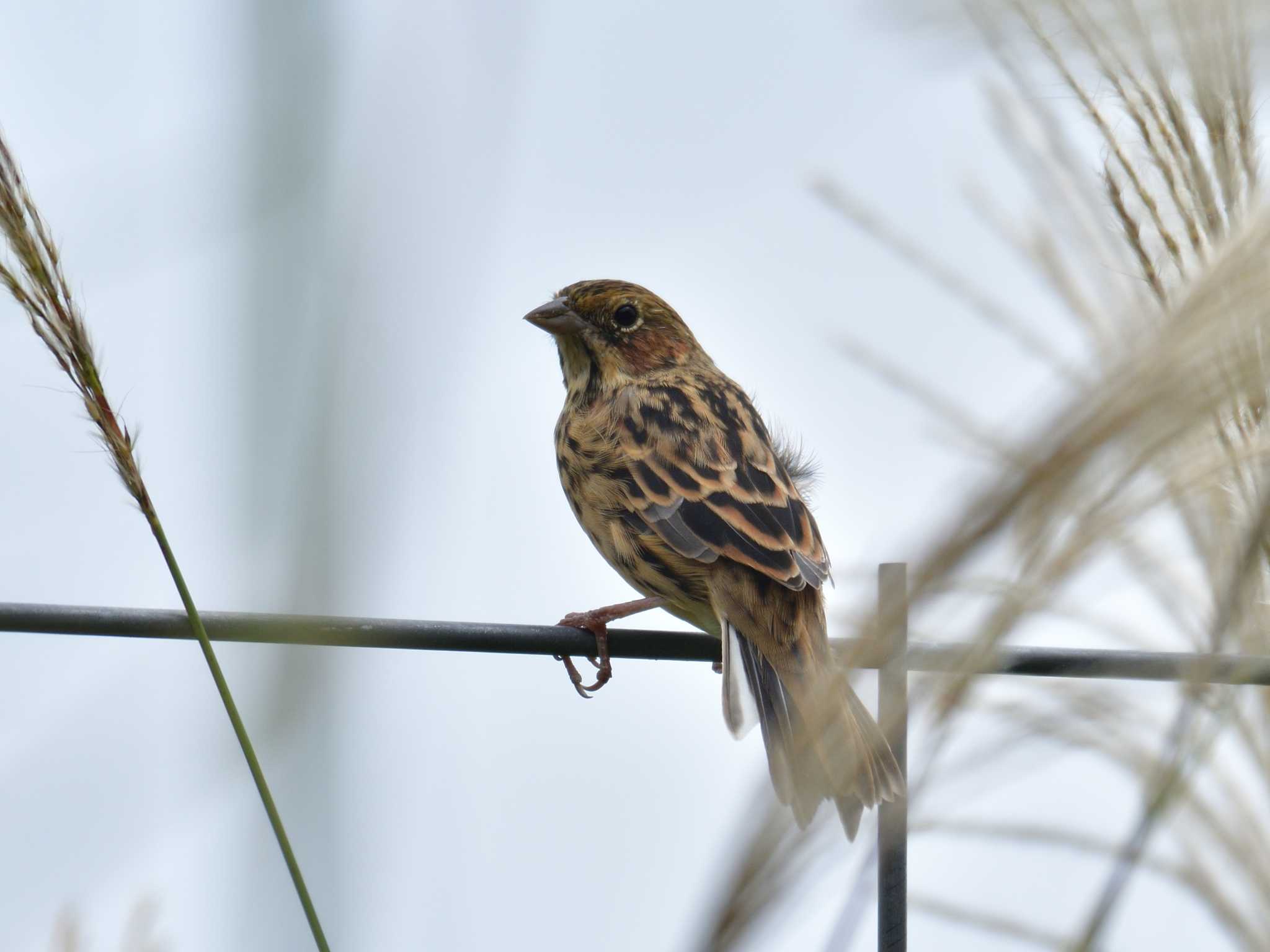 Photo of Chestnut-eared Bunting at 十里木高原 by 80%以上は覚えてないかも