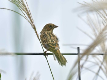 Chestnut-eared Bunting 十里木高原 Sun, 10/1/2023