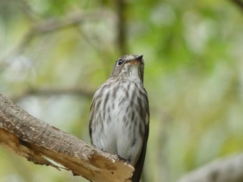 Grey-streaked Flycatcher Nara Park Tue, 10/4/2022