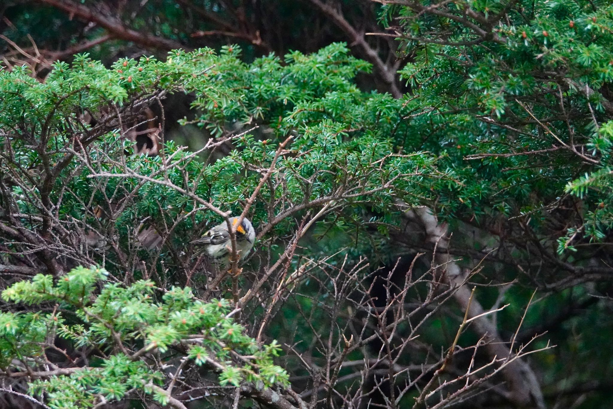 Goldcrest