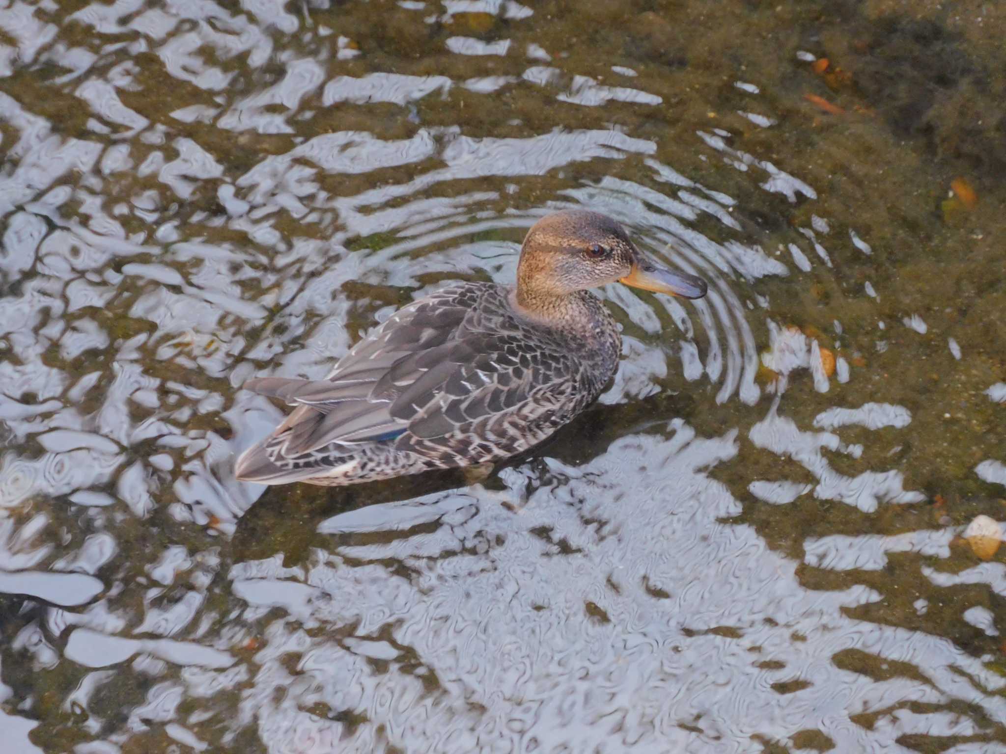 平和の森公園、妙正寺川 コガモの写真 by morinokotori