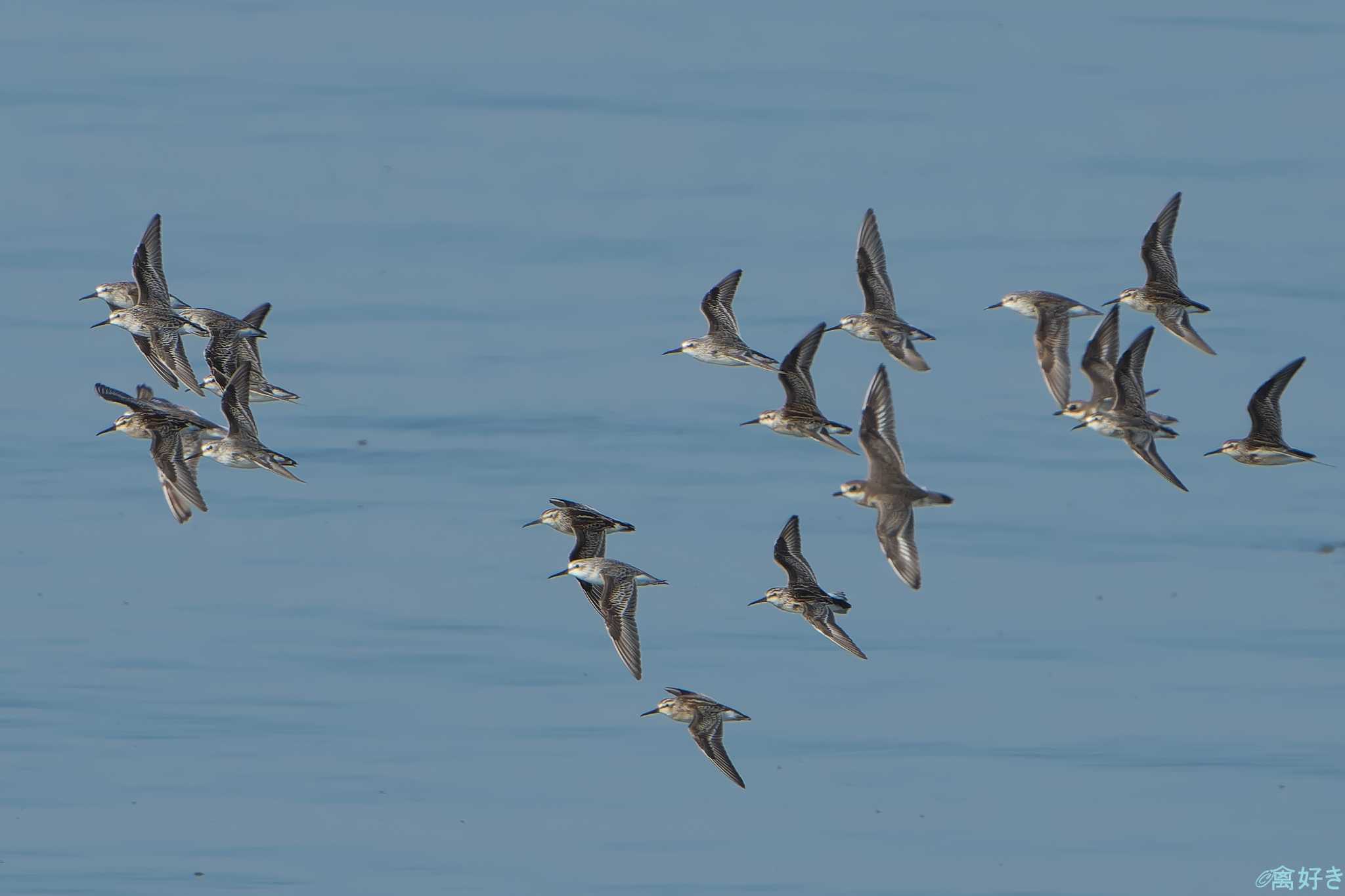 Photo of Broad-billed Sandpiper at 東よか干潟 by 禽好き