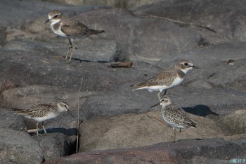 Sat, 9/30/2023 Birding report at 東よか干潟