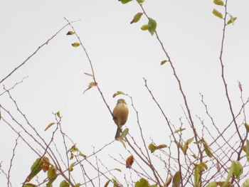 Bull-headed Shrike 大阪府 Thu, 10/5/2023