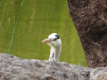 Grey Heron 大阪府 Thu, 10/5/2023