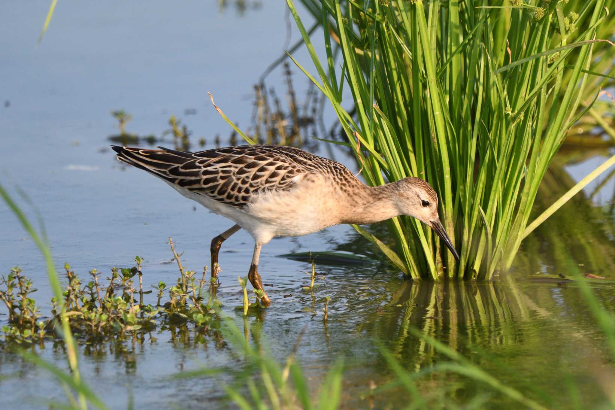 Photo of Ruff at 小山市 by すずめのお宿