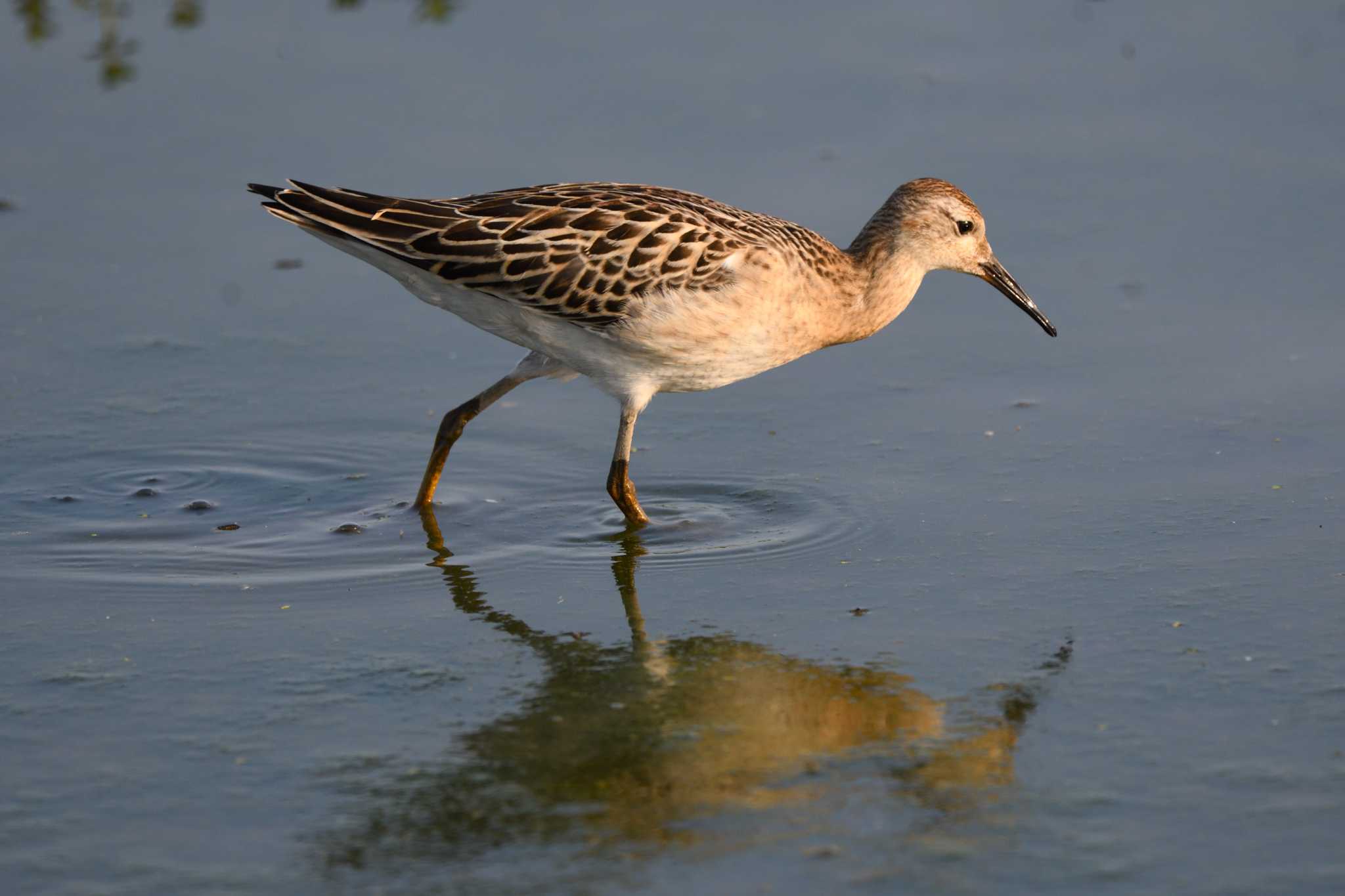 Photo of Ruff at 小山市 by すずめのお宿