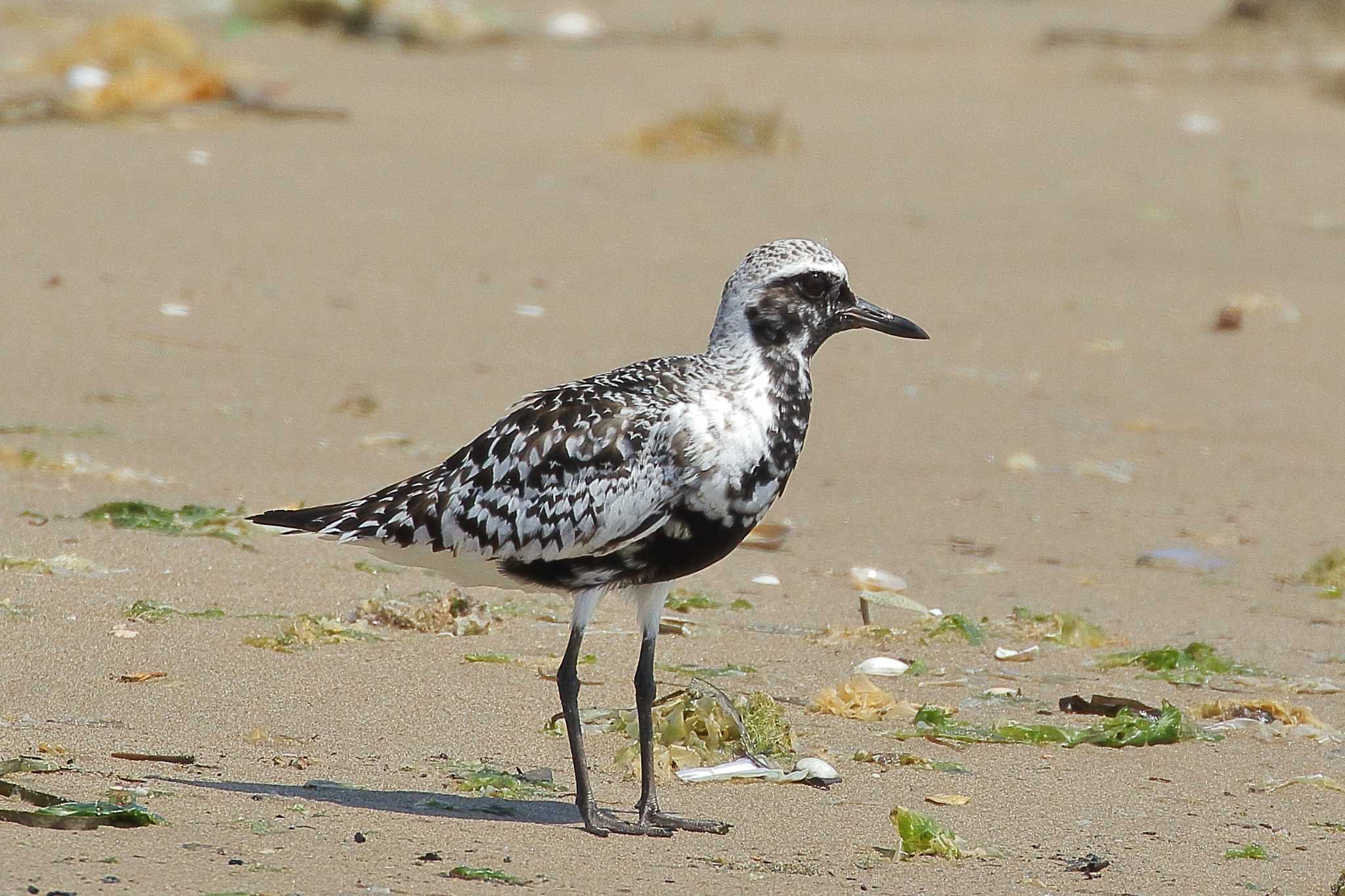 Photo of Grey Plover at  by じん