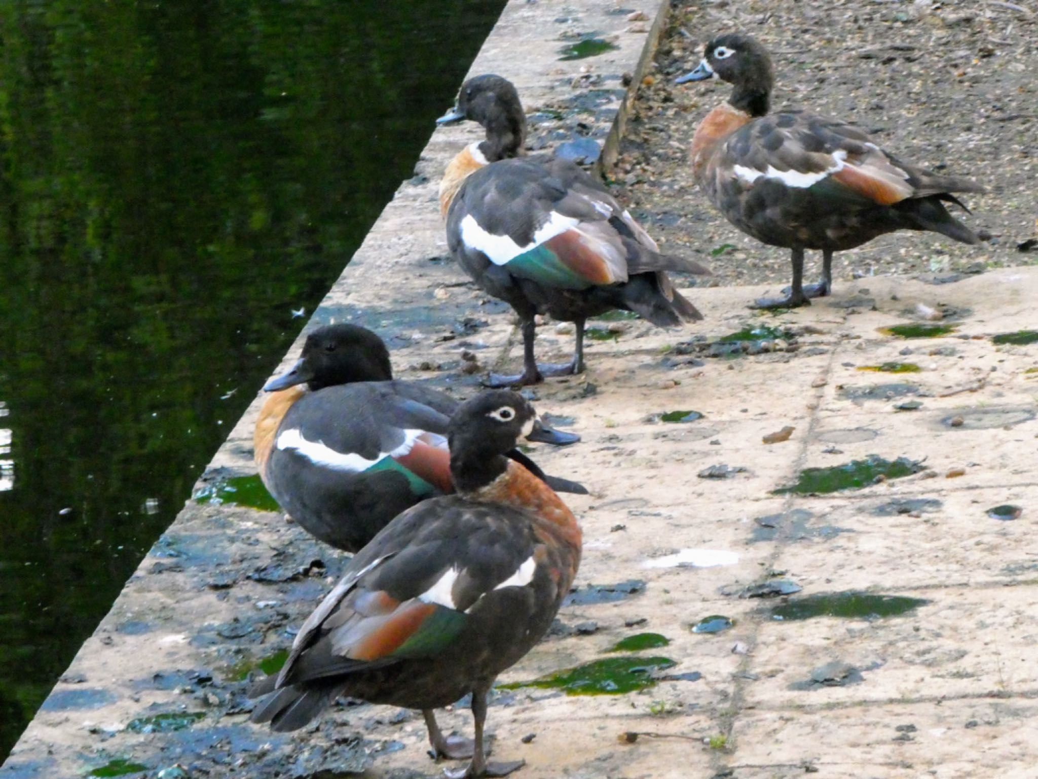 Hyde Park, Perth, WA, Australia クビワアカツクシガモの写真 by Maki