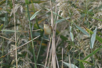 Black-browed Reed Warbler 福岡市西区今津 Fri, 10/6/2023