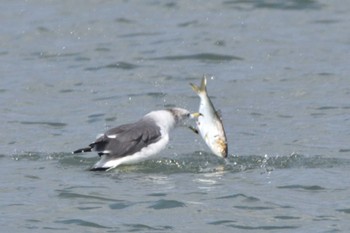 Black-tailed Gull 福岡市西区今津 Sun, 10/1/2023