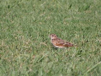 Unknown Species 江戸川サイクリングロード Fri, 10/6/2023