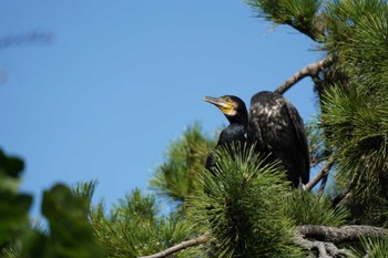 2023年10月6日(金) 東京港野鳥公園の野鳥観察記録