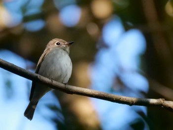 Asian Brown Flycatcher Mizumoto Park Fri, 10/6/2023