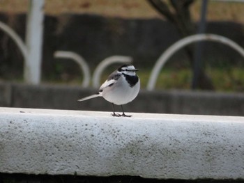 ハクセキレイ 代々木公園 2022年12月9日(金)