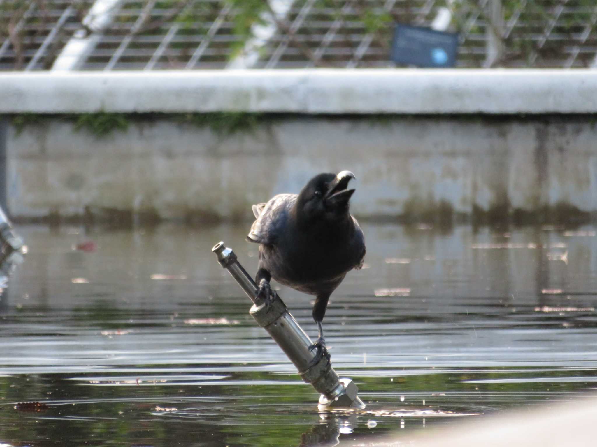 代々木公園 ハシブトガラスの写真 by とろぴたる