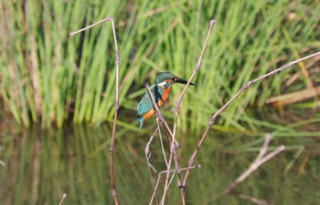 2023年10月6日(金) 勅使池(豊明市)の野鳥観察記録