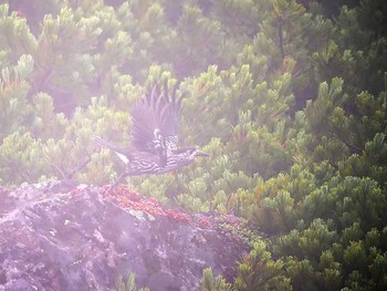 2018年9月16日(日) 乗鞍岳畳平の野鳥観察記録