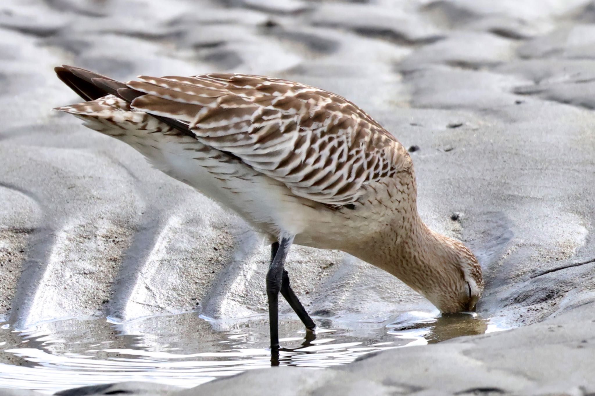 Bar-tailed Godwit