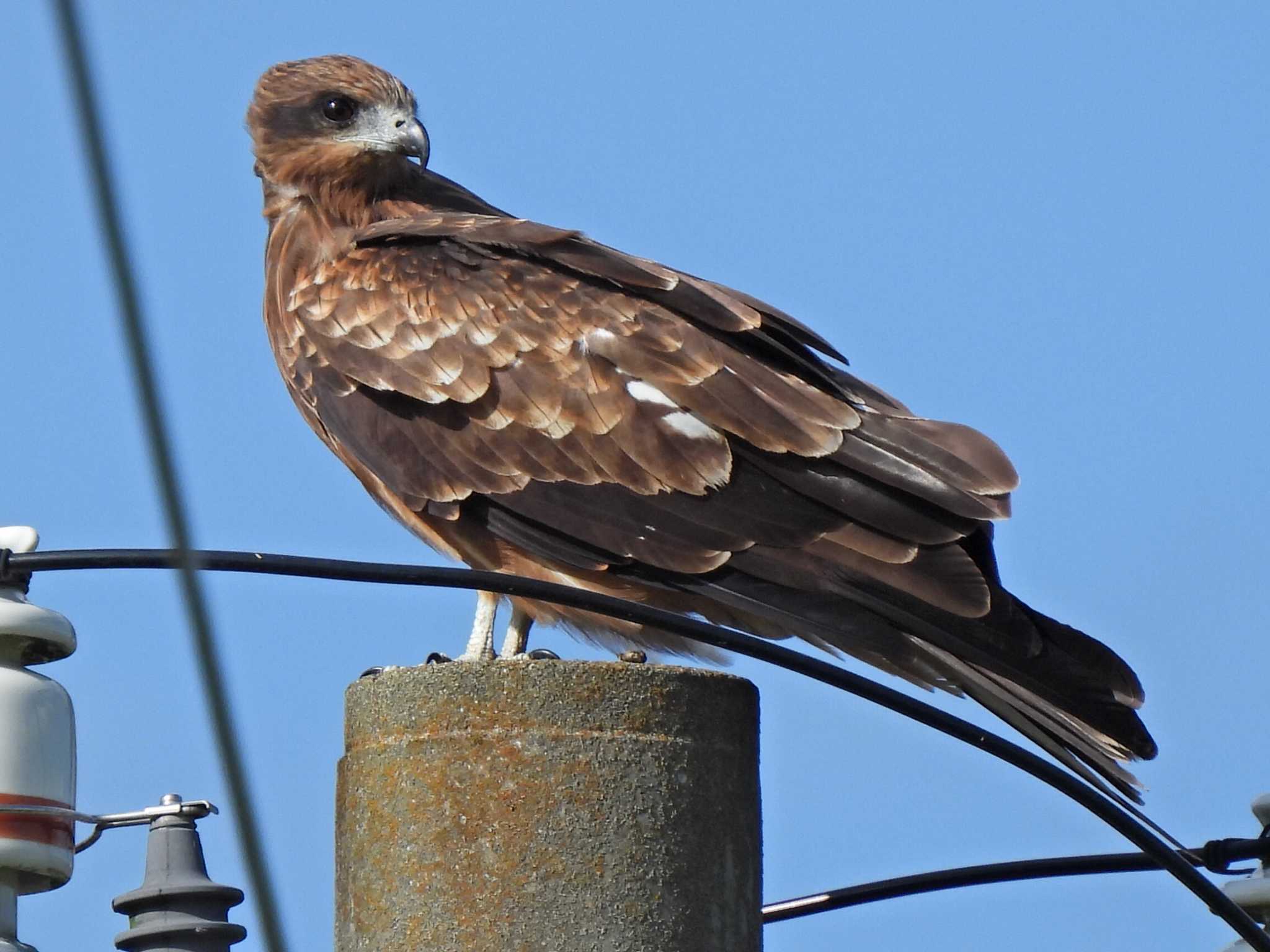 Photo of Black Kite at 関市内 by 寅次郎