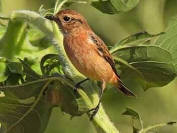 Amur Stonechat 関市内 Fri, 10/6/2023