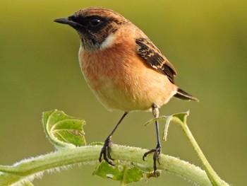 Amur Stonechat 関市内 Fri, 10/6/2023