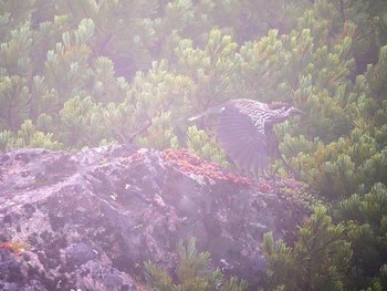 Spotted Nutcracker 乗鞍岳畳平 Sun, 9/16/2018