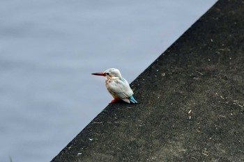 Common Kingfisher 神奈川県 Sun, 9/24/2023