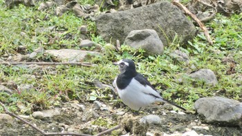 Japanese Wagtail Nara Park Wed, 10/4/2023