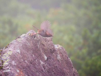 Japanese Accentor 乗鞍岳畳平 Sun, 9/16/2018