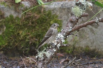 Grey-streaked Flycatcher 山梨県河口湖 Mon, 10/2/2023