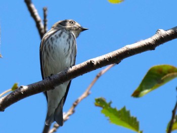 Grey-streaked Flycatcher Mizumoto Park Fri, 10/6/2023