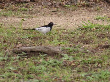 Japanese Wagtail 大阪府 Thu, 10/5/2023