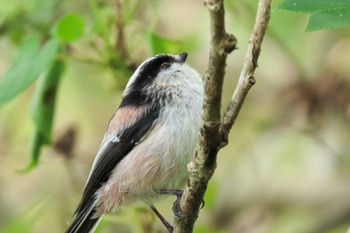 Long-tailed Tit 守山みさき自然公園 Wed, 10/4/2023